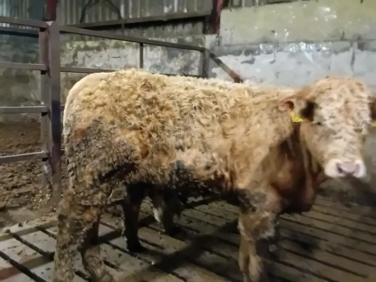 15 Smashing Charlaois Bullocks - Image 3