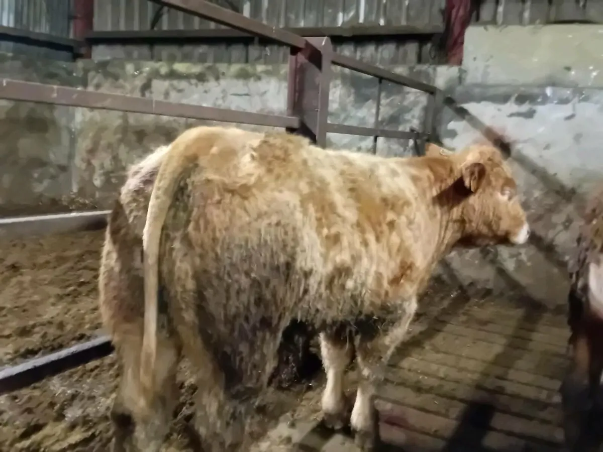 15 Smashing Charlaois Bullocks - Image 4