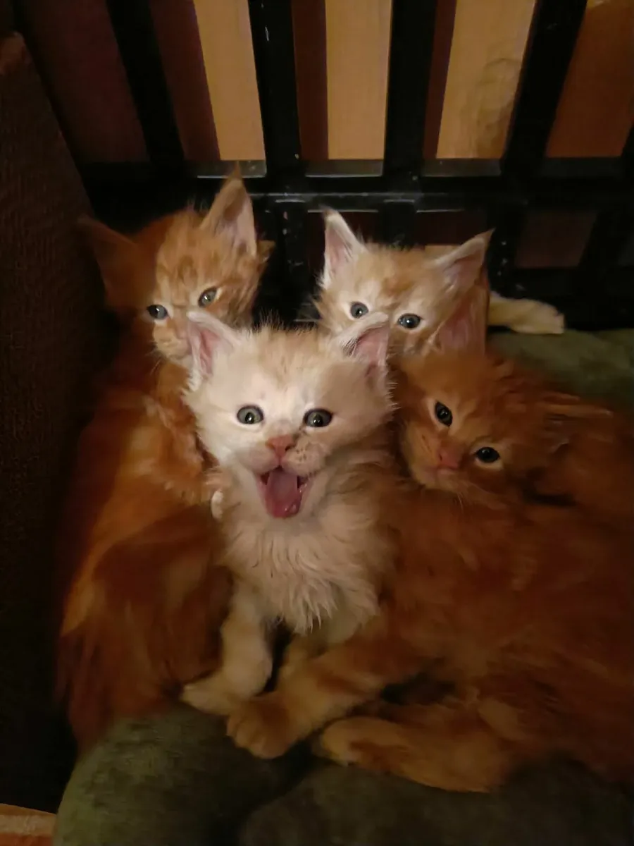Maine Coon kittens for sale registered WSF - Image 1