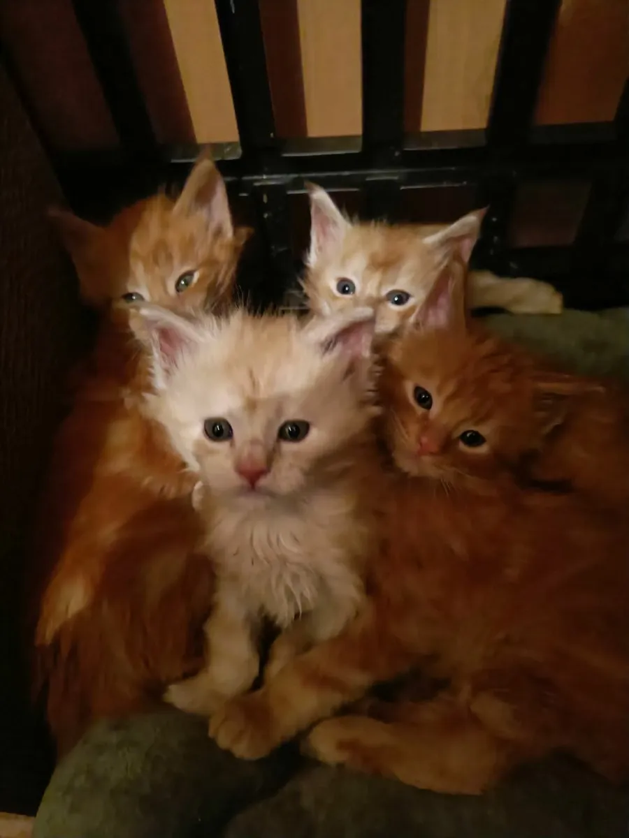 Maine Coon kittens for sale registered WSF - Image 3