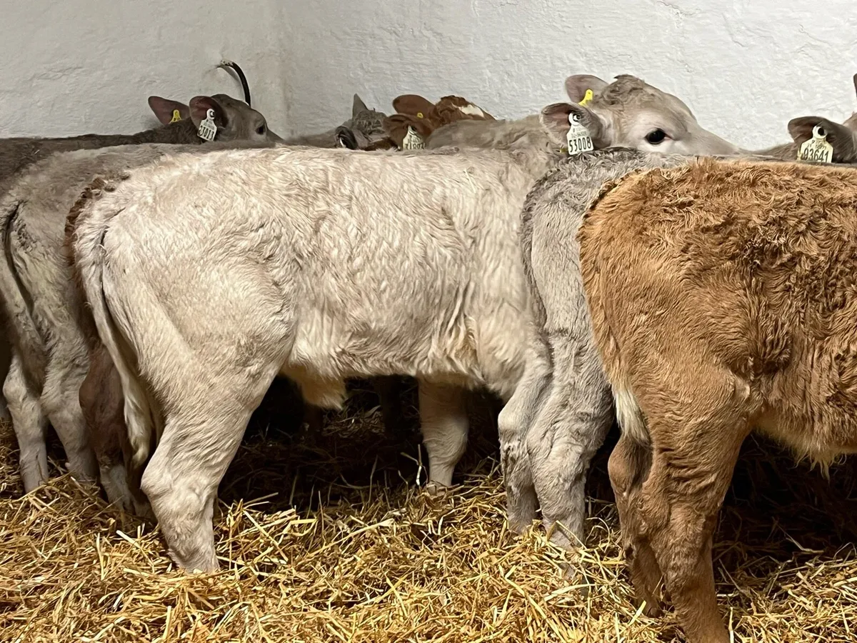 Super Charolais Heifer Calves - Image 1
