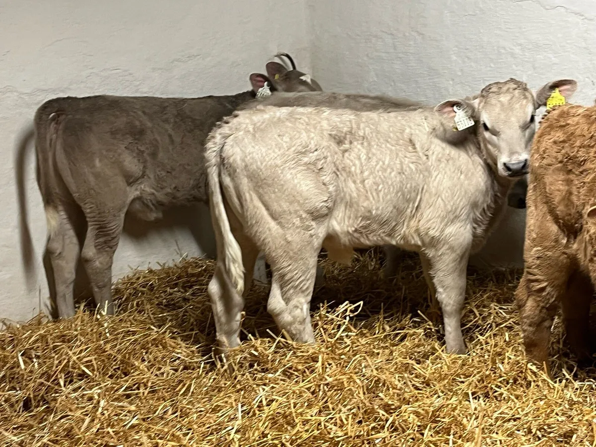 Super Charolais Heifer Calves - Image 3