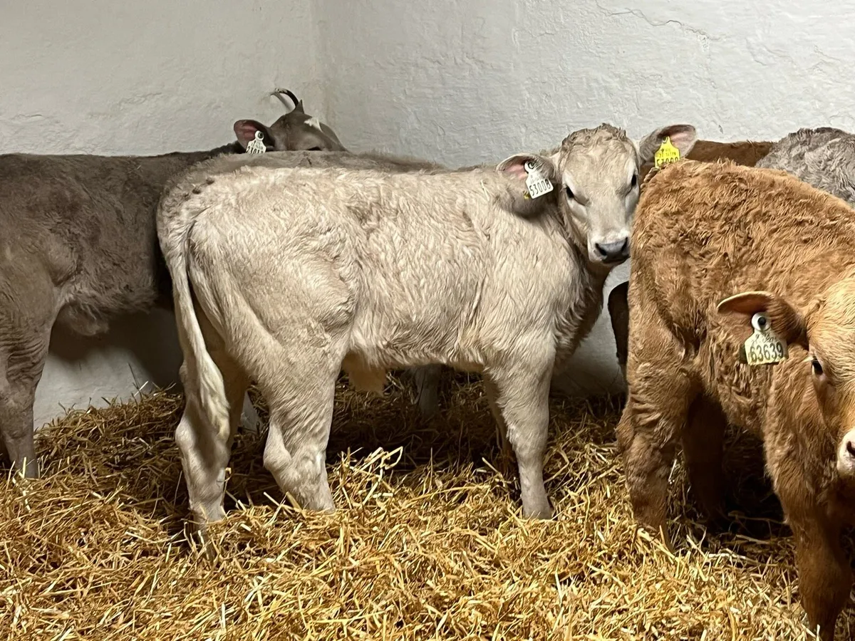 Super Charolais Heifer Calves - Image 4