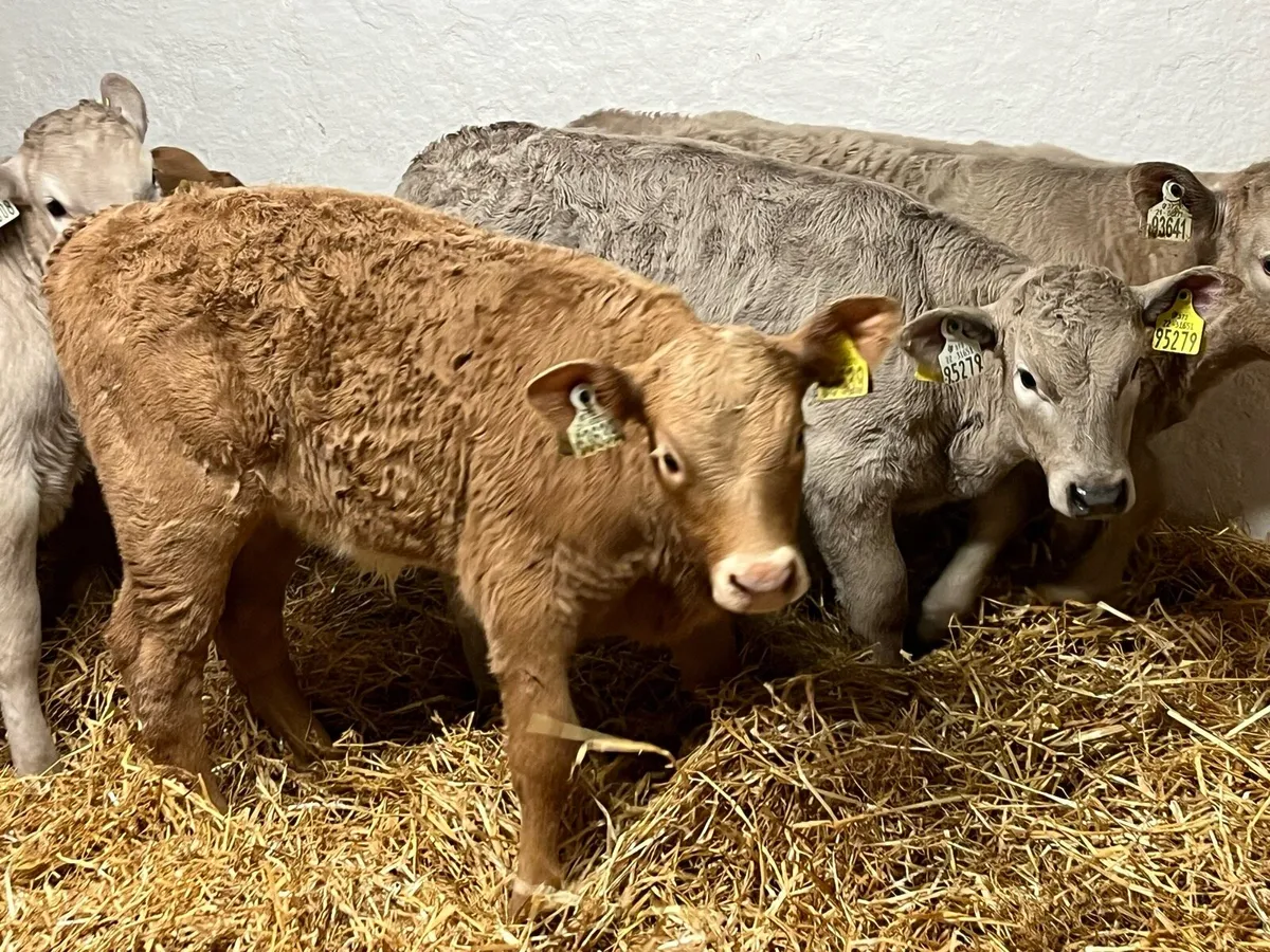 Super Charolais Heifer Calves - Image 2