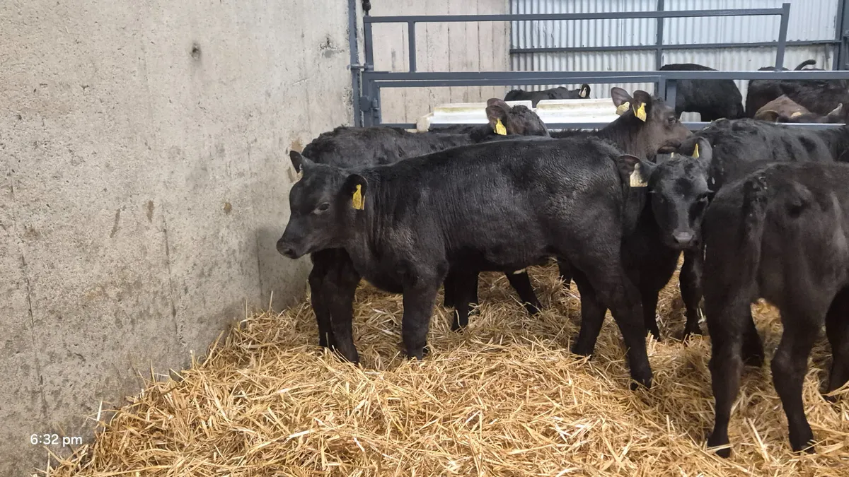 8 Super Aberdeen Angus Heifer calves for sale - Image 4