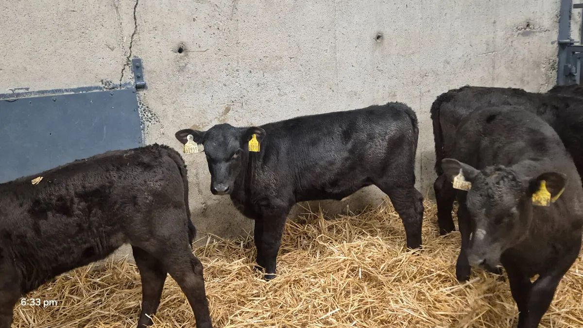 8 Super Aberdeen Angus Heifer calves for sale - Image 1