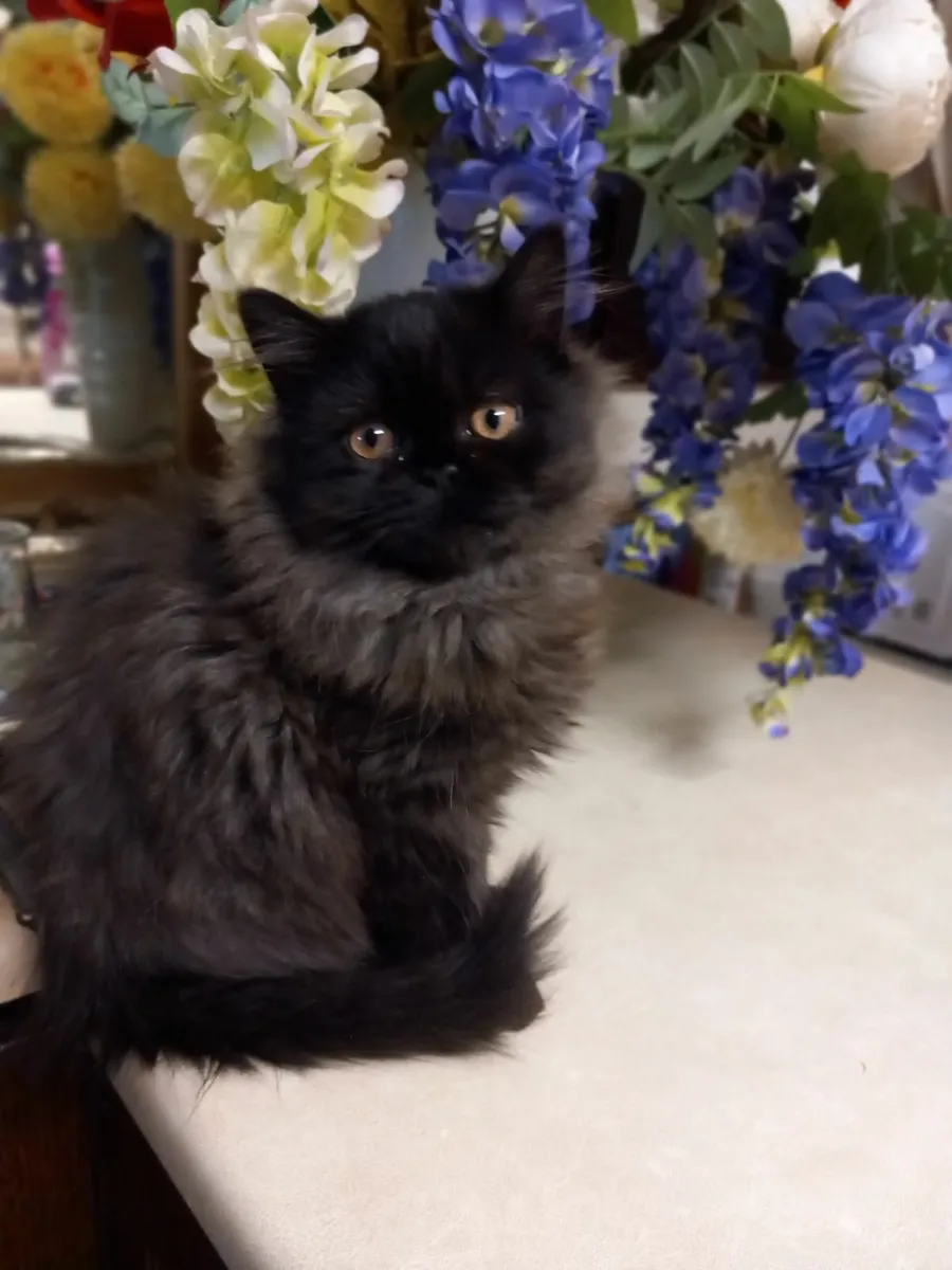 STUNNING FEMALE  PERSIAN X BRITISH LONG HAIR - Image 2