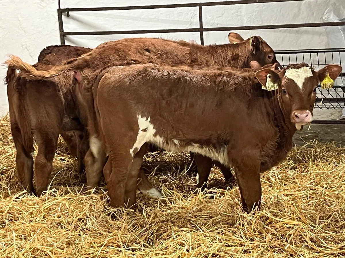 Super Red LIM Heifer Calves - Image 1