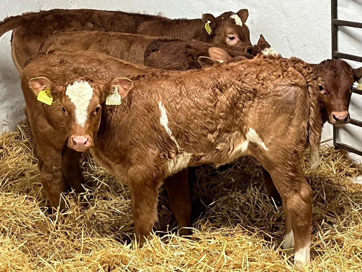 Super Red LIM Heifer Calves - Image 2