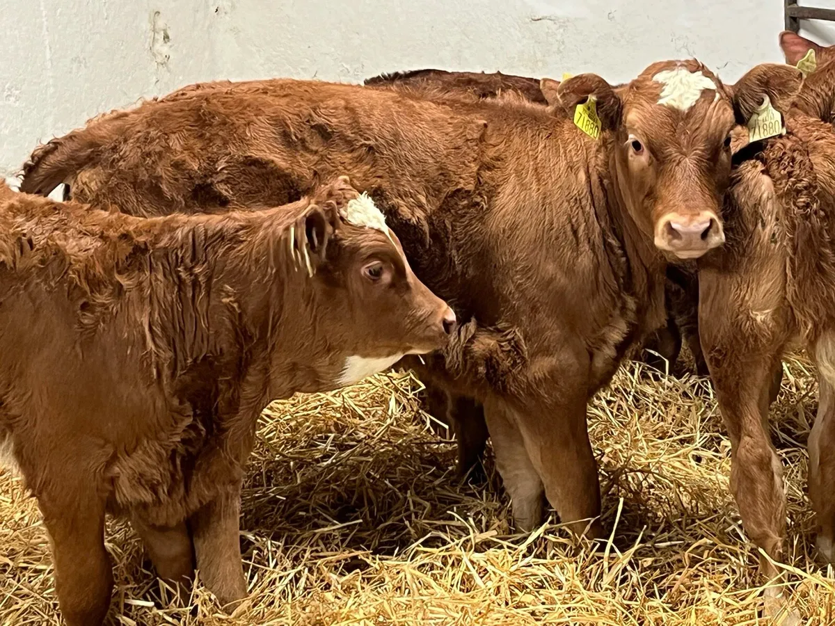 Super Red LIM Heifer Calves - Image 3