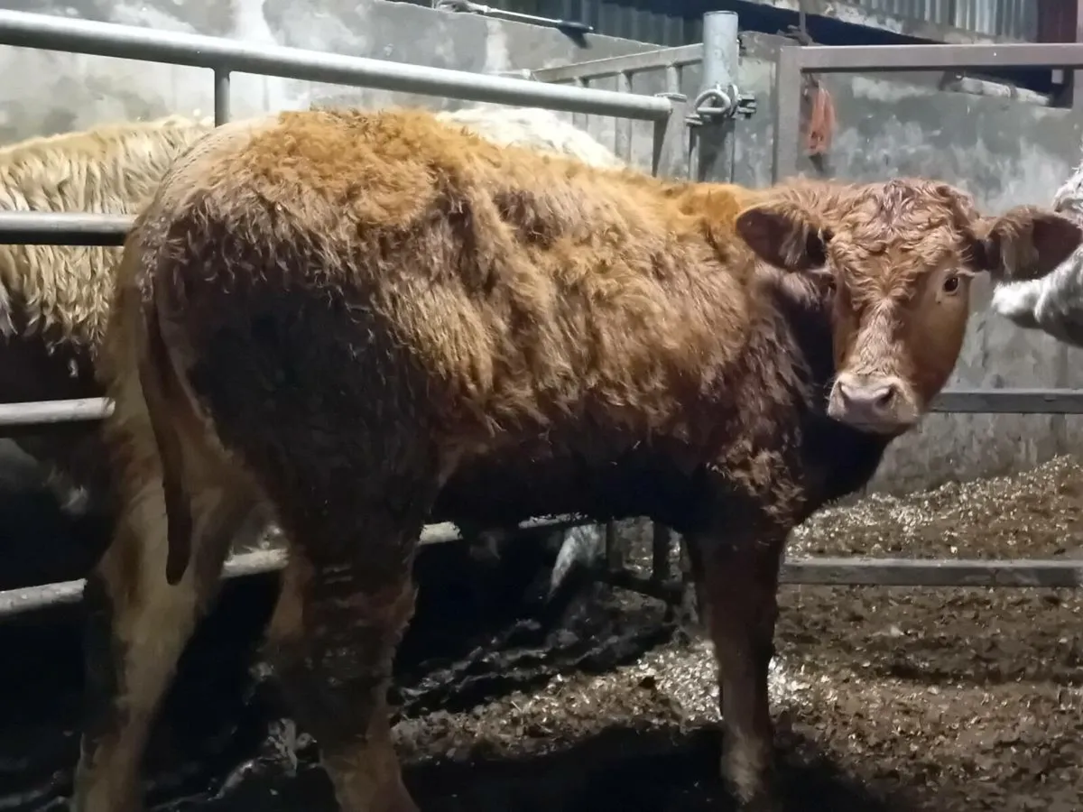 11 Smashing Suckler bred bull Weanlings - Image 1