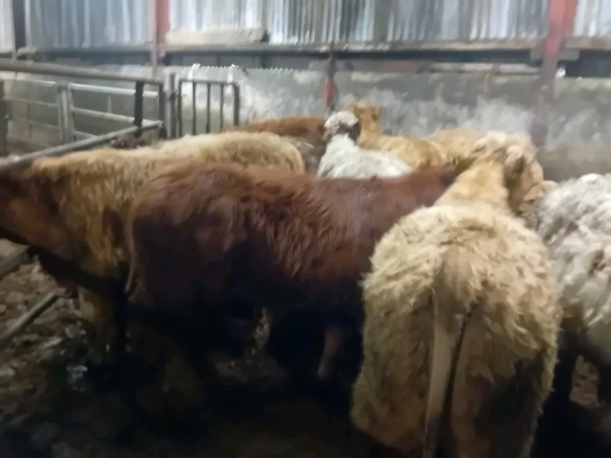 11 Smashing Suckler bred bull Weanlings - Image 2