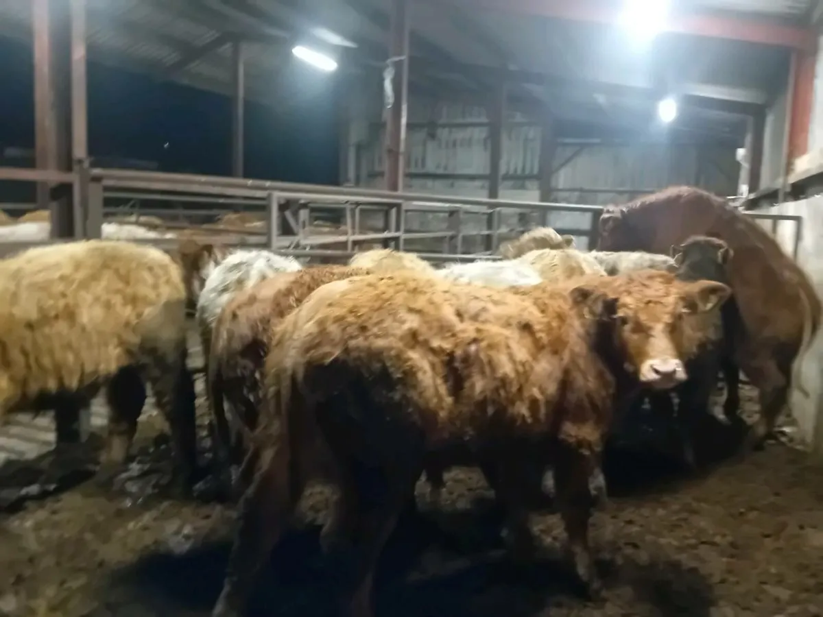 11 Smashing Suckler bred bull Weanlings - Image 3