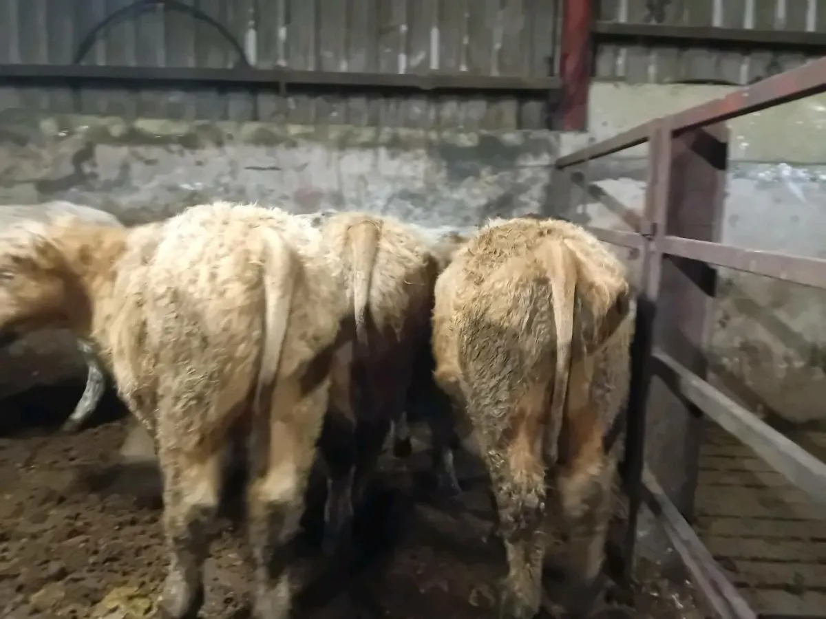 11 Smashing Suckler bred bull Weanlings - Image 4