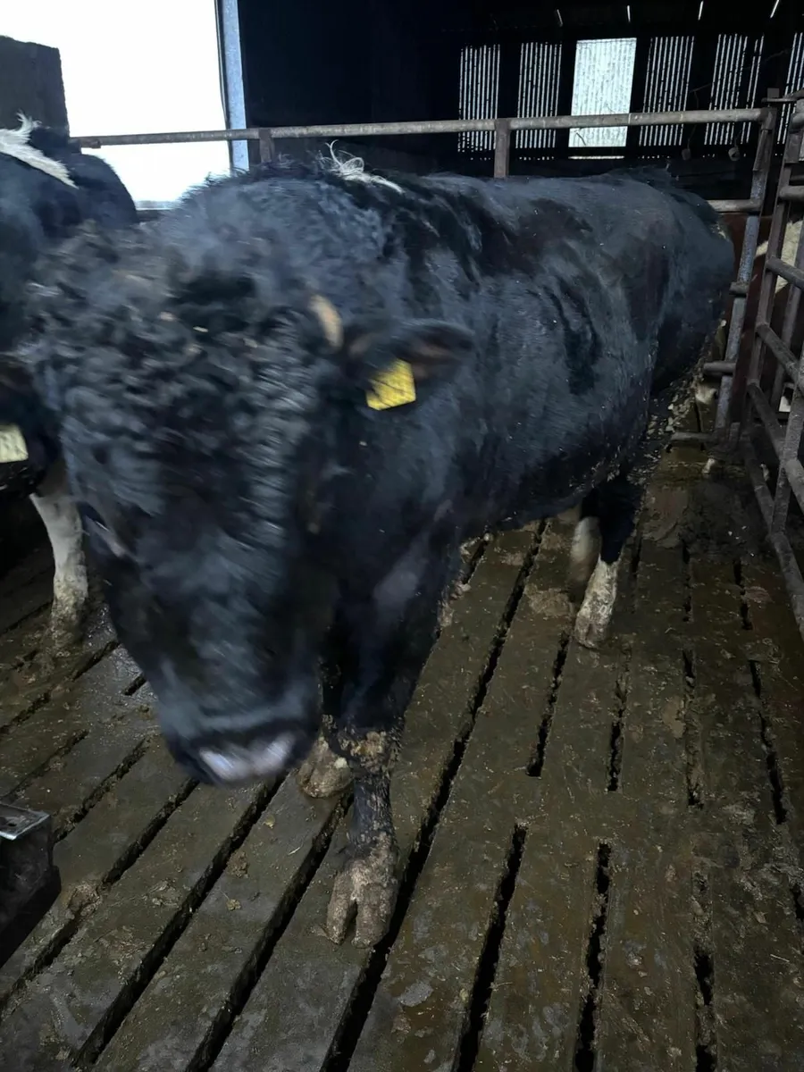 Friesan bulls - Image 2