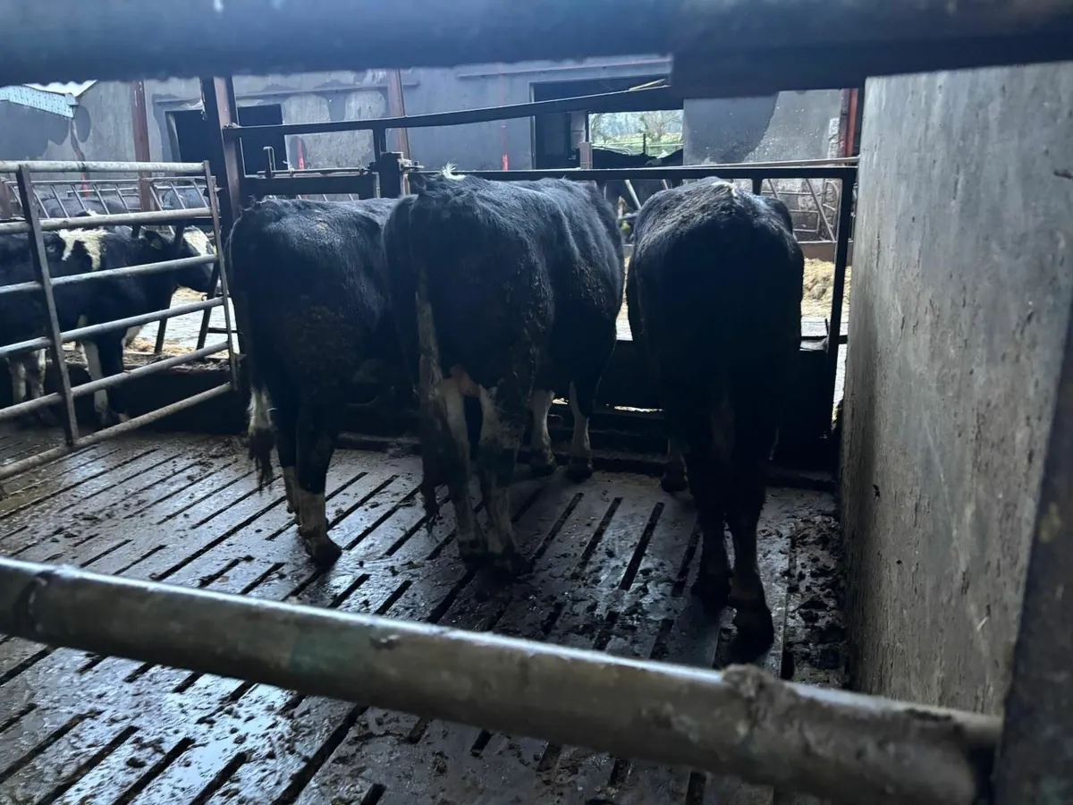 Friesan bulls - Image 3