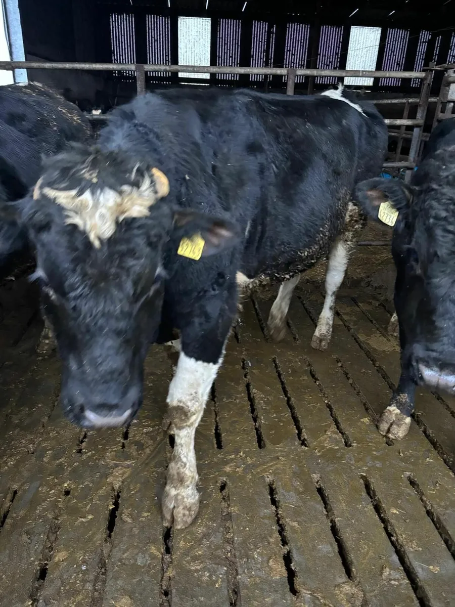 Friesan bulls - Image 1