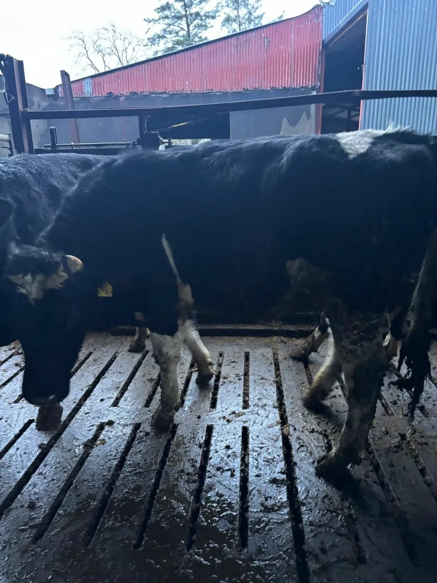 Friesan bulls - Image 4