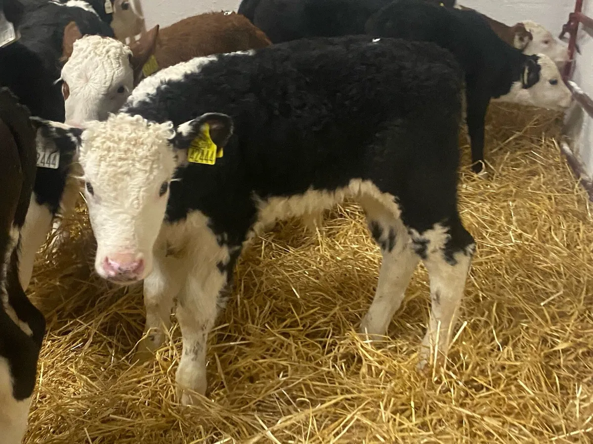 10 Hereford Bull Calves - Image 2