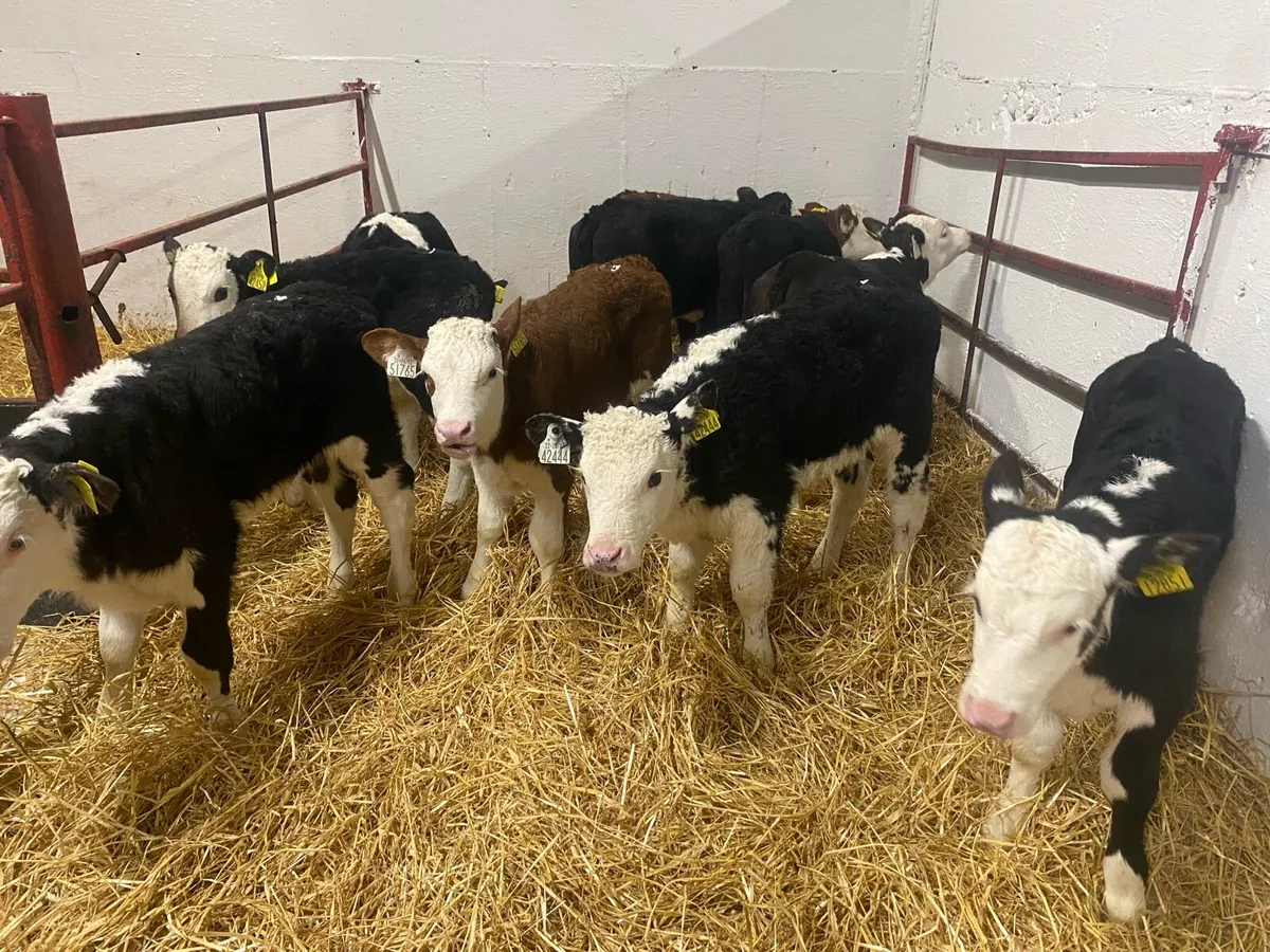 10 Hereford Bull Calves - Image 1