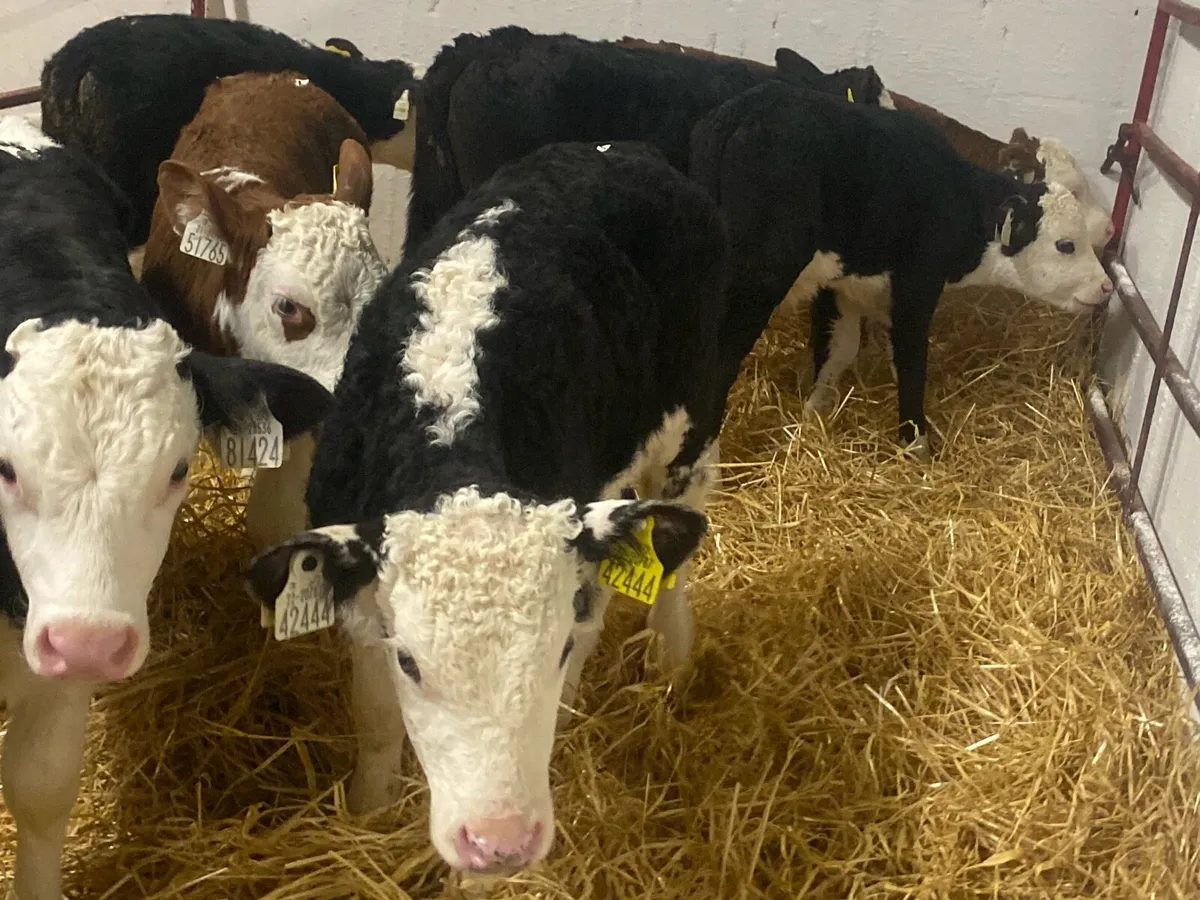 10 Hereford Bull Calves - Image 3