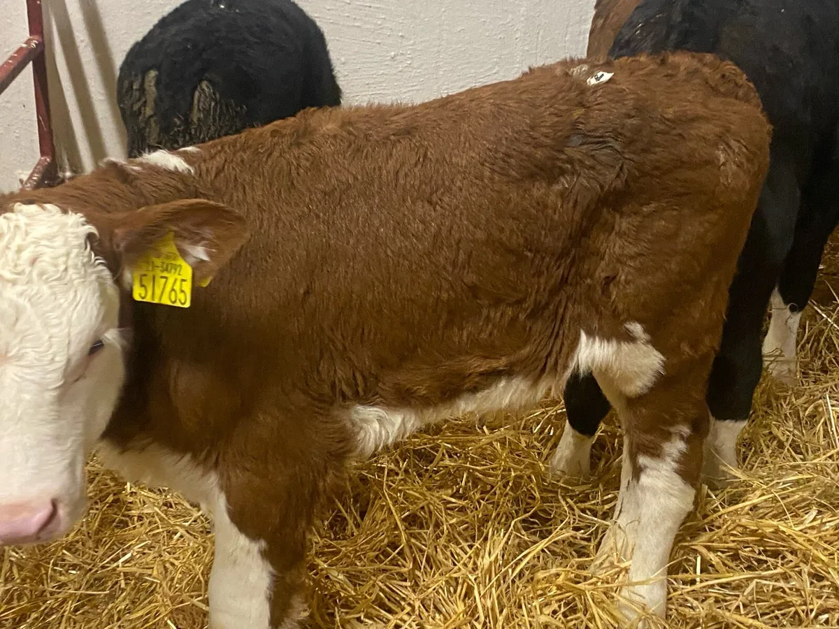 10 Hereford Bull Calves - Image 4