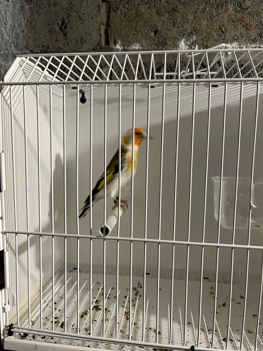 Tree pew throate  finch’s cocks - Image 1