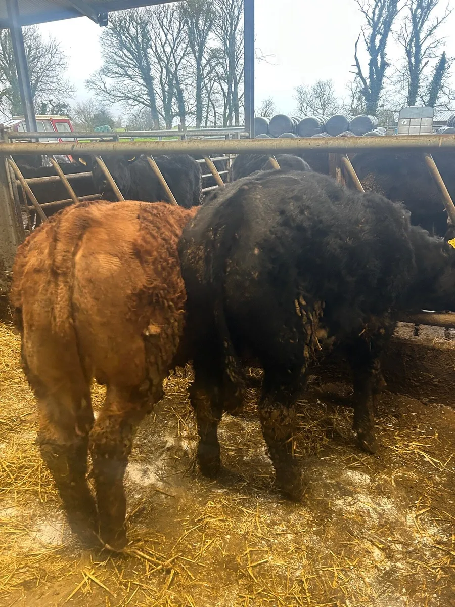 2 weanling bulls - Image 2