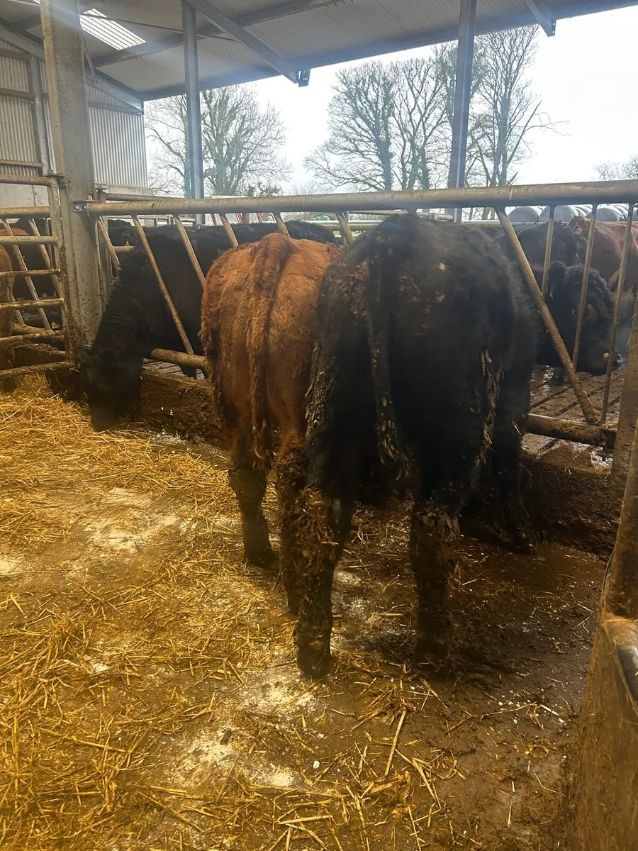 2 weanling bulls - Image 3