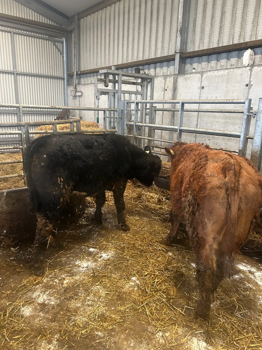 2 weanling bulls - Image 4