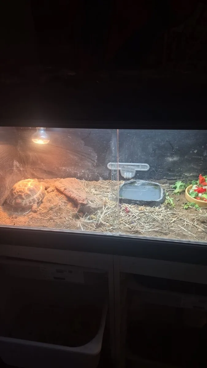 Tortoise Horsefield  with enclosure & accessories - Image 2