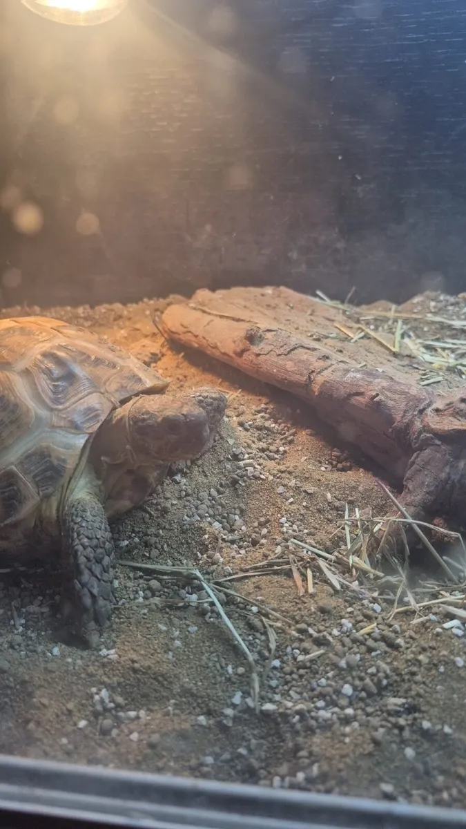 Tortoise Horsefield  with enclosure & accessories - Image 3