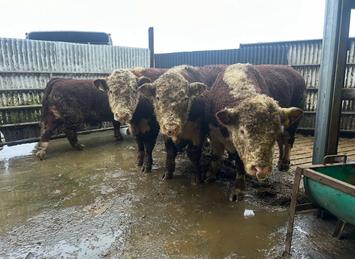 Angus & Hereford - Image 3