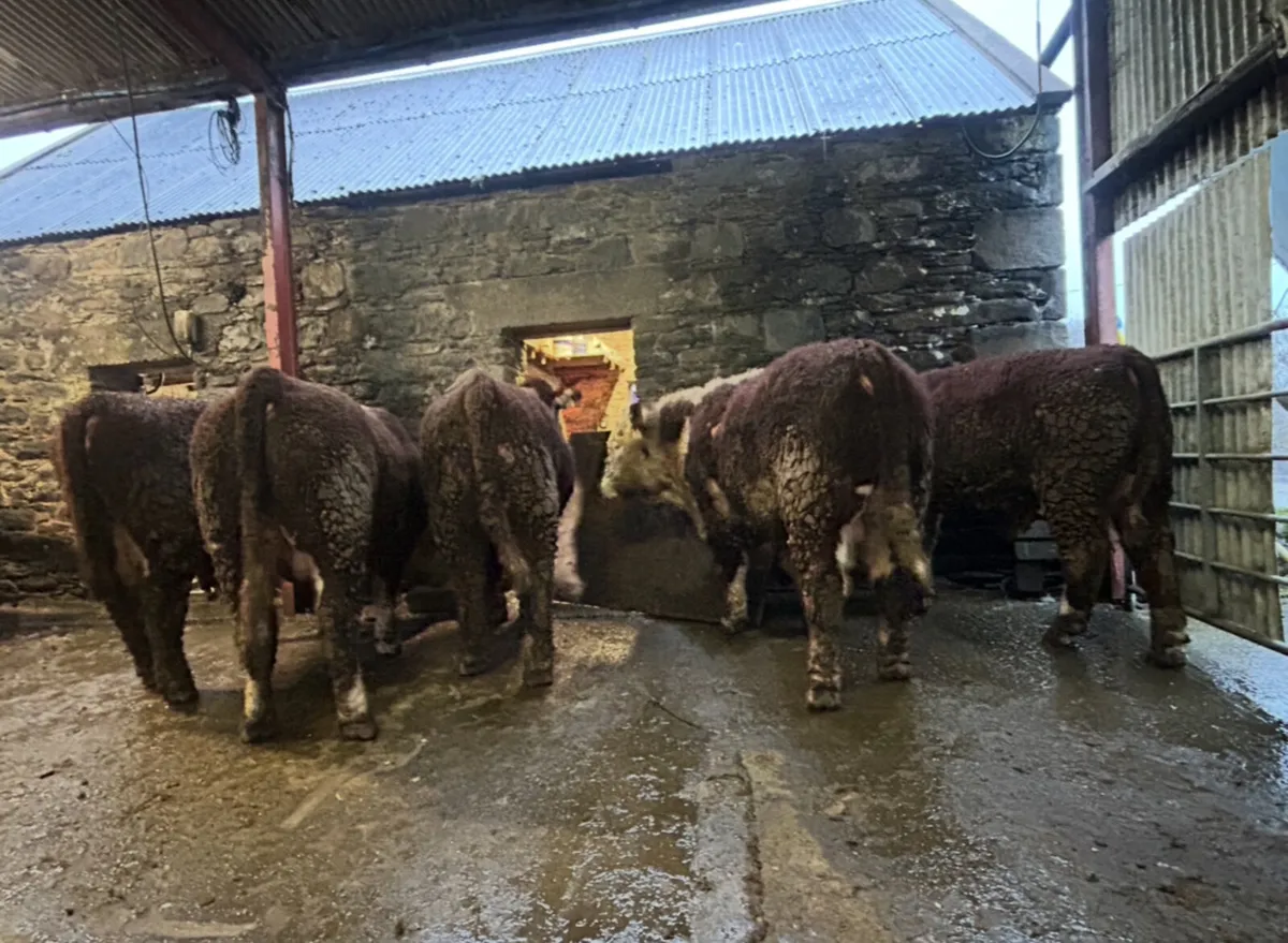 Angus & Hereford - Image 4