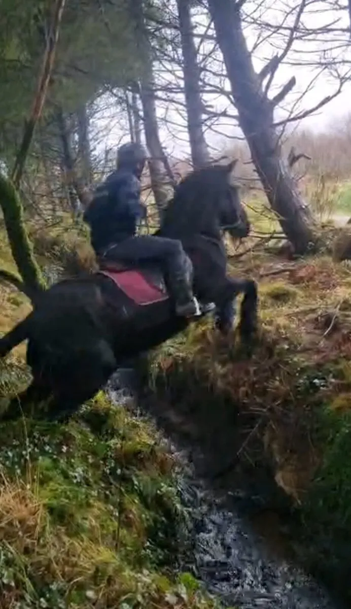 14.2 Cob mare - Image 1