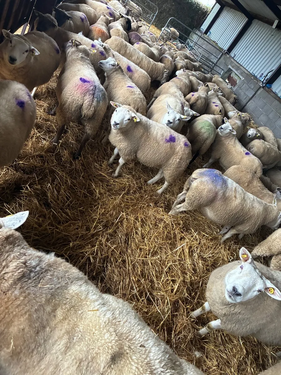 60 Organic in lamb ewes - Image 2