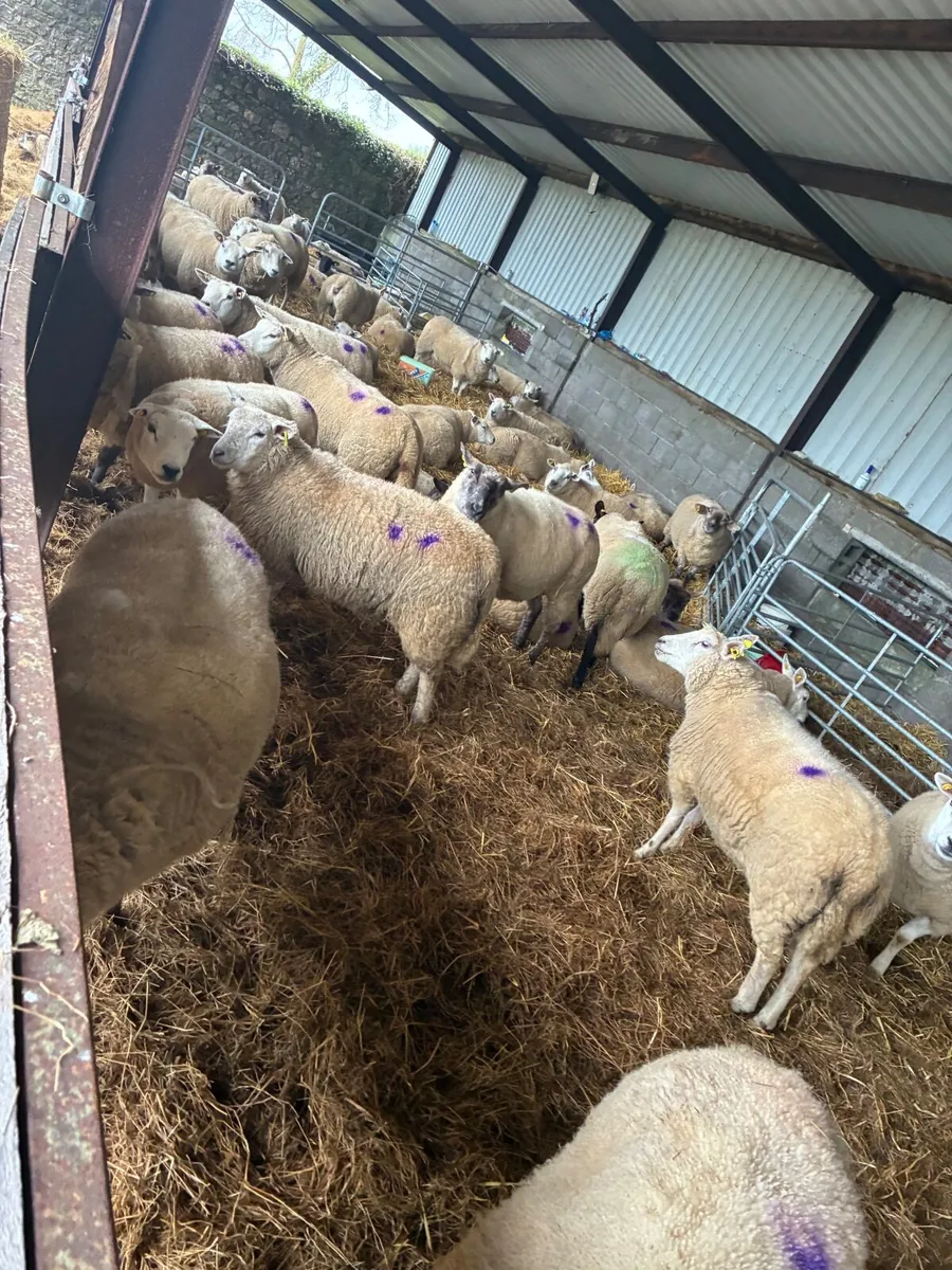 60 Organic in lamb ewes - Image 3