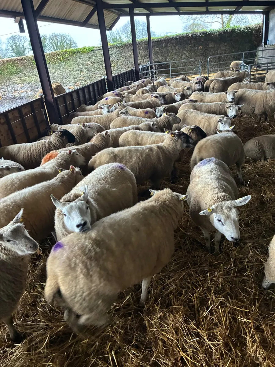 60 Organic in lamb ewes - Image 1