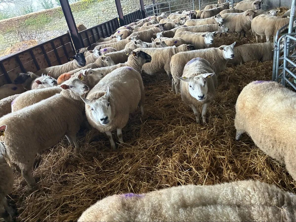 60 Organic in lamb ewes - Image 4