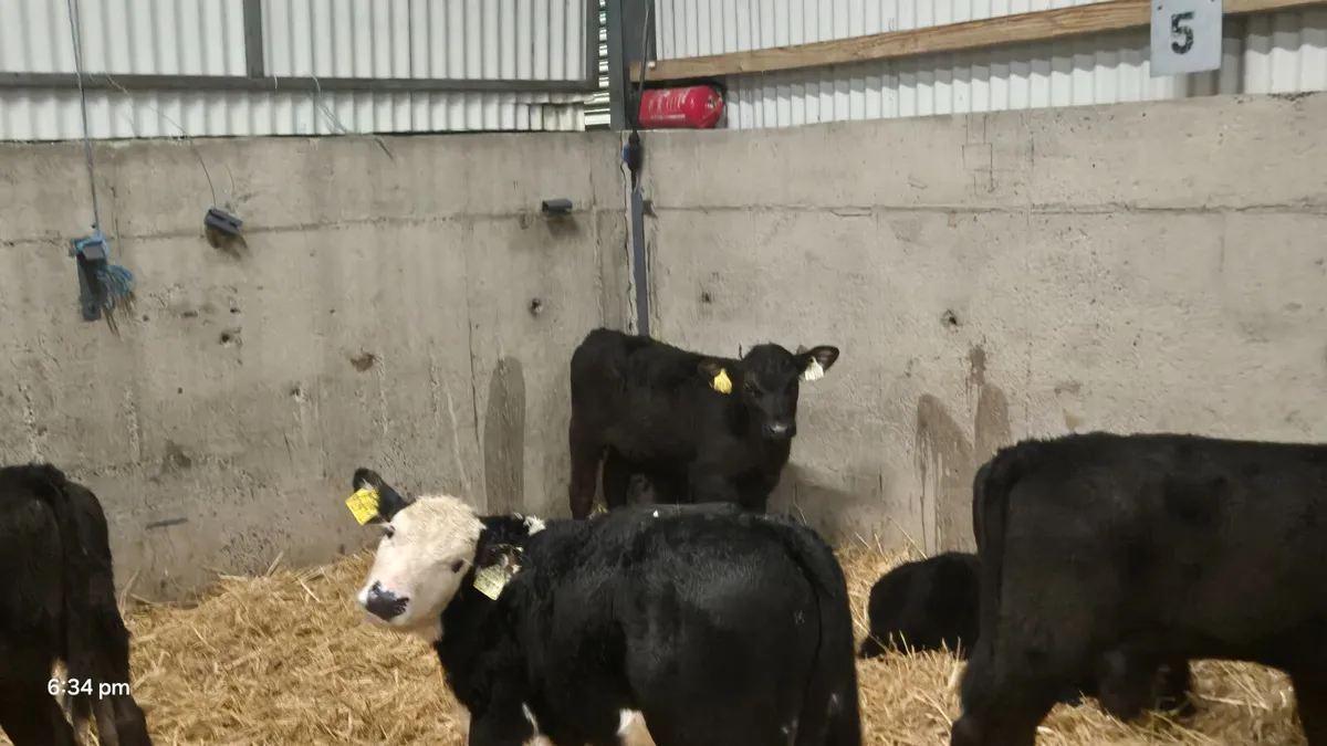 15 Quality Aberdeen Angus & Hereford bull calves - Image 2