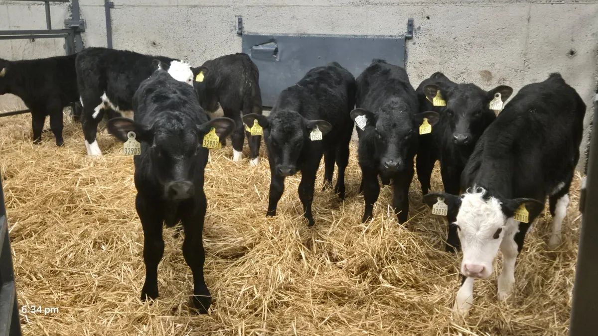 15 Quality Aberdeen Angus & Hereford bull calves - Image 4