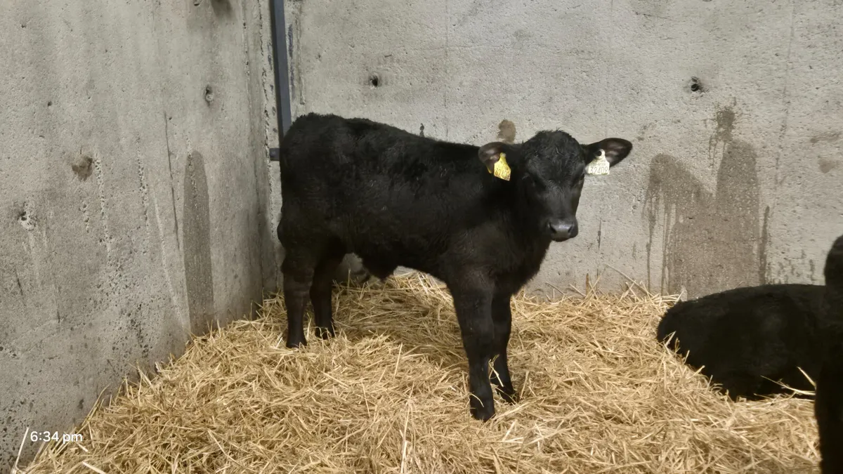15 Quality Aberdeen Angus & Hereford bull calves - Image 3