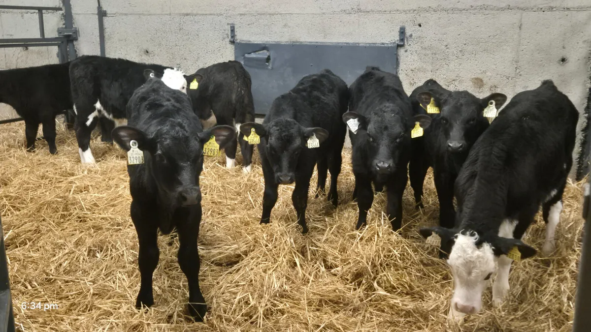 15 Quality Aberdeen Angus & Hereford bull calves - Image 1