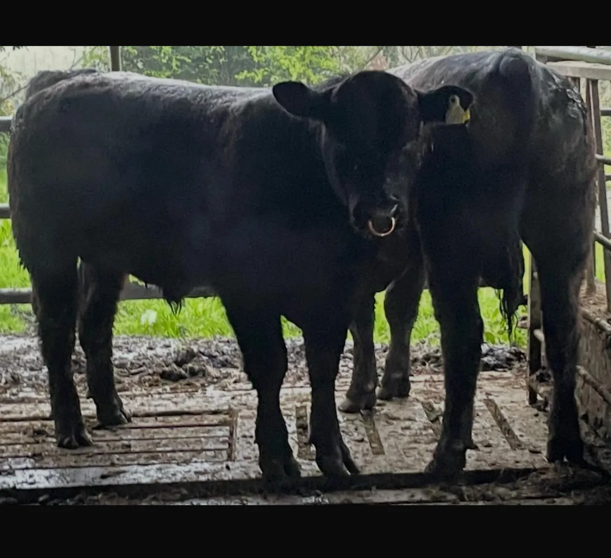 Angus & Hereford - Image 1