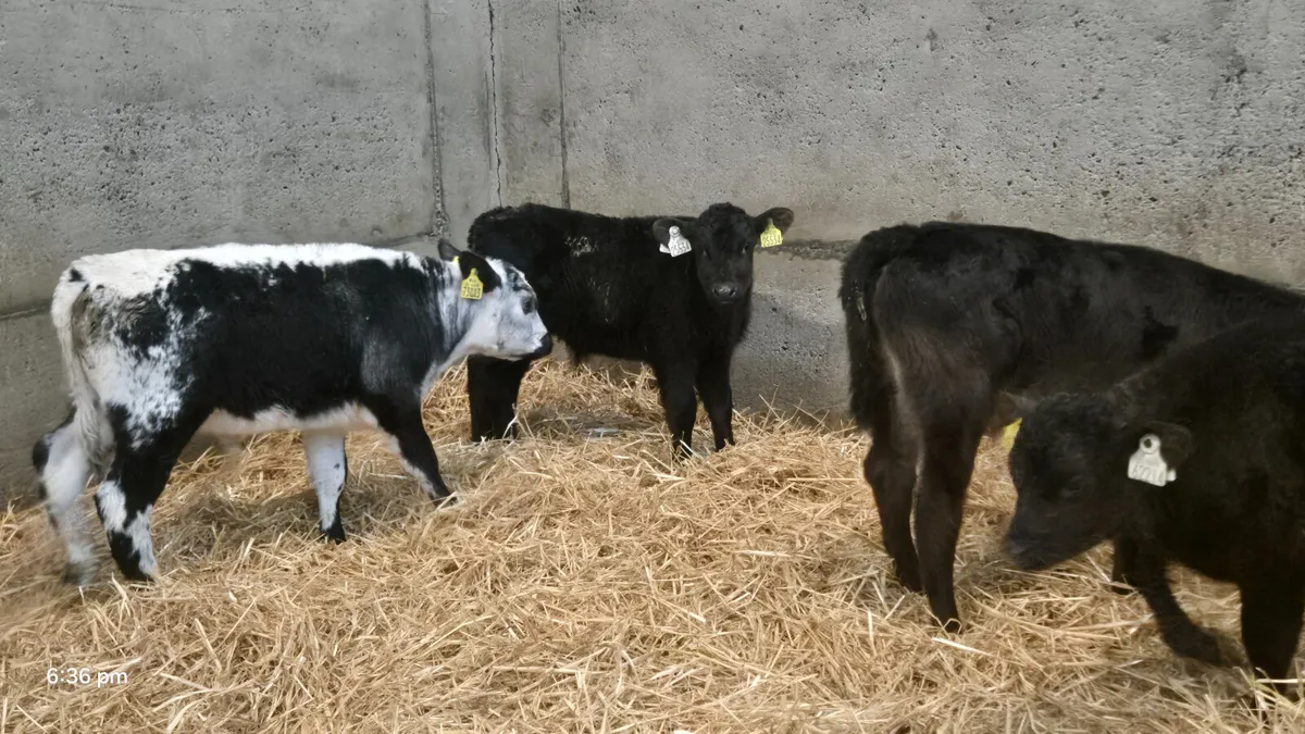5 Bull calves Job Lot €400 - Image 1