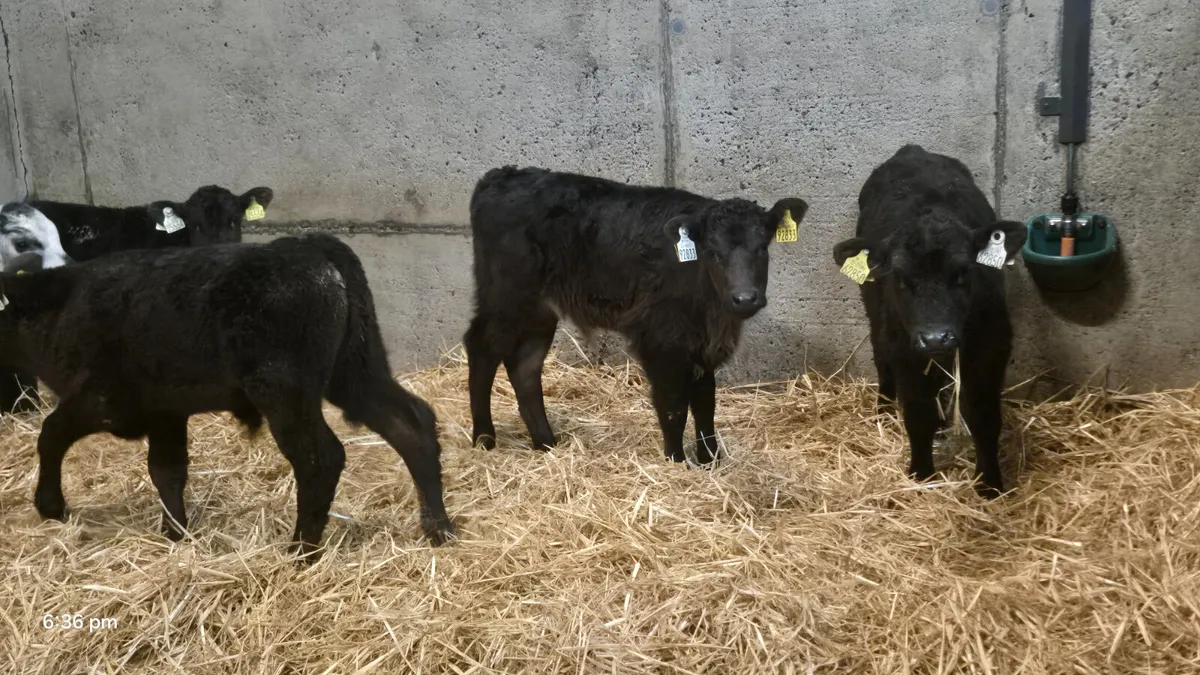5 Bull calves Job Lot €400 - Image 2