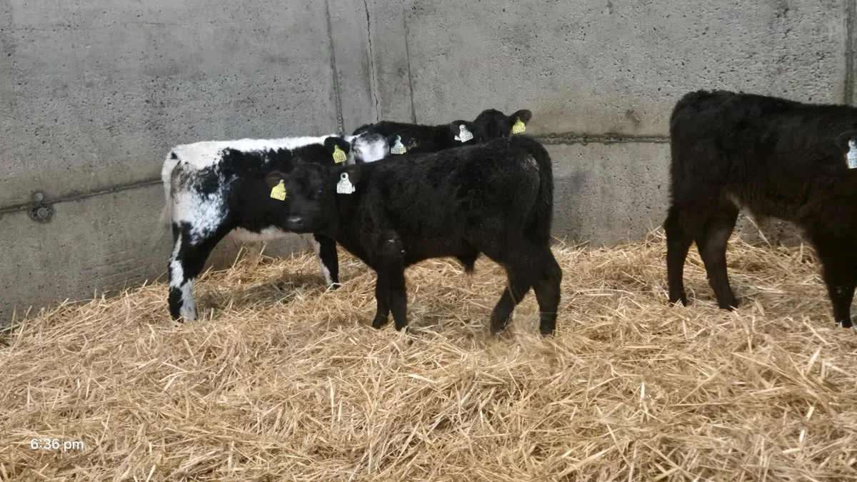 5 Bull calves Job Lot €400 - Image 3