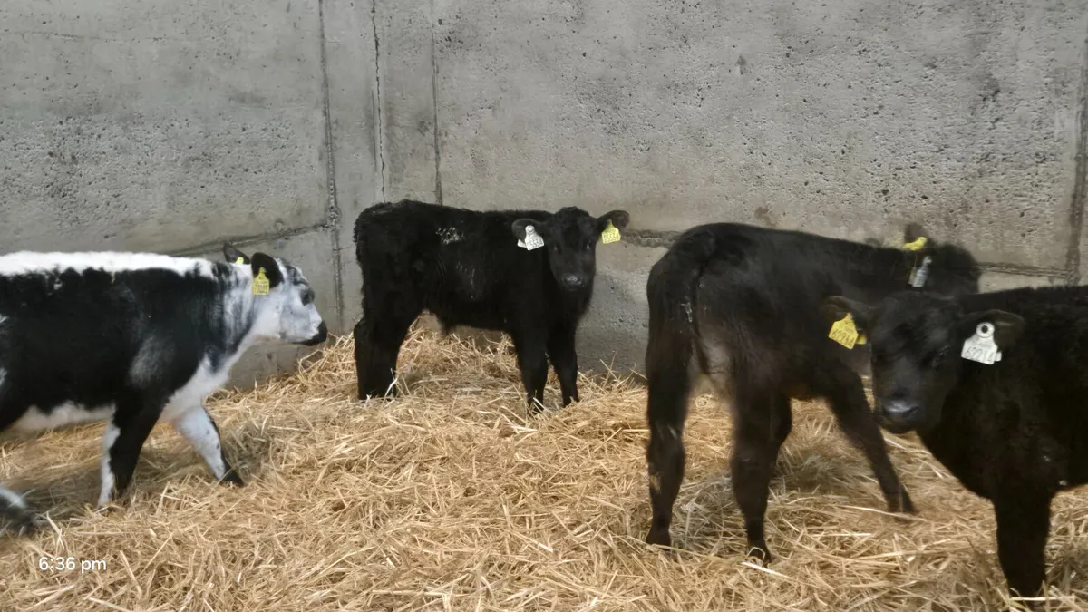5 Bull calves Job Lot €400 - Image 4