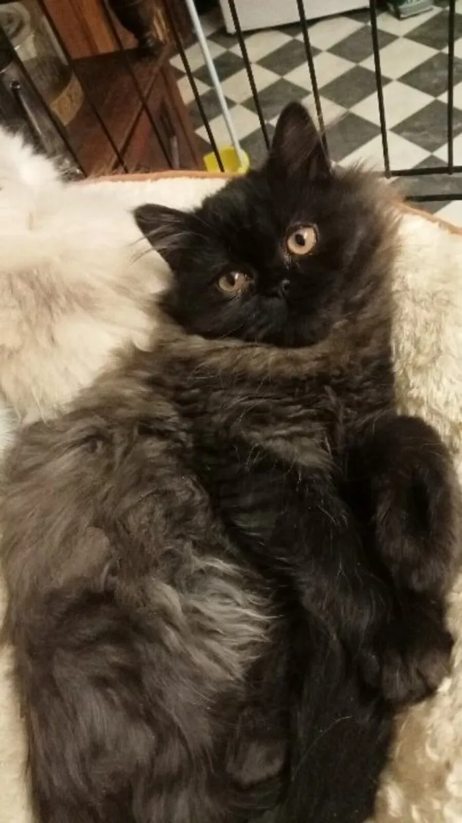 STUNNING FEMALE  PERSIAN X BRITISH LONG HAIR - Image 3