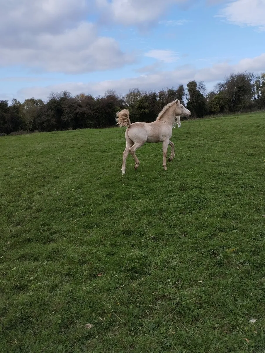 Connemara Colt Foal - Image 2